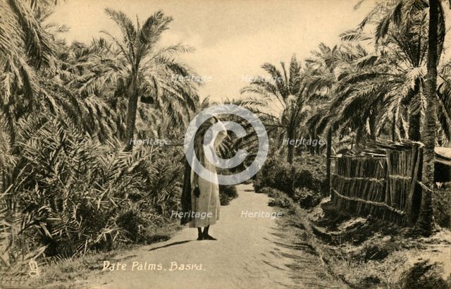 'Date Palms, Basra', c1918-c1939. Creator: Unknown.