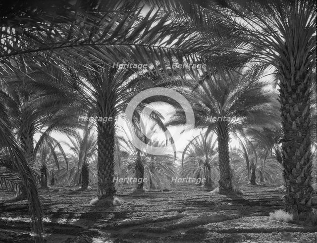 Date palms, Coachella Valley, California, 1937. Creator: Dorothea Lange.