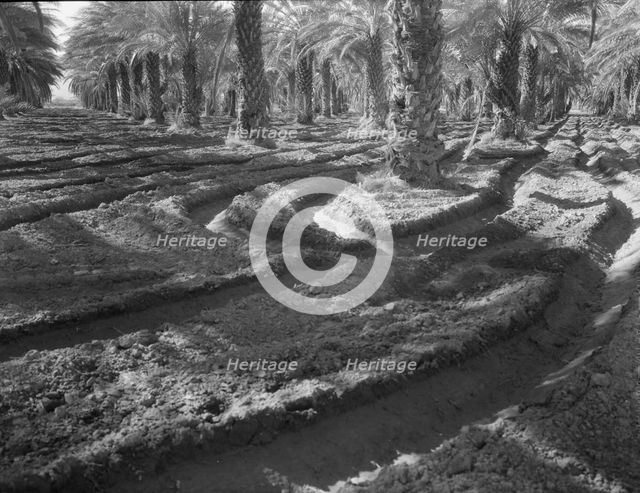 Date palms, Coachella Valley, California, 1937. Creator: Dorothea Lange.
