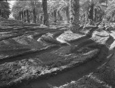 Date palms, Coachella Valley, California, 1937. Creator: Dorothea Lange