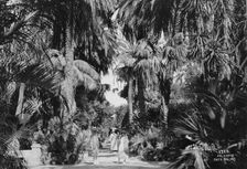 Date palms, Palermo, Sicily, Italy, c1920s-c1930s(?)
