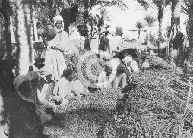 'Date Picking at Gabes', c1913. Artist: Charles JS Makin.