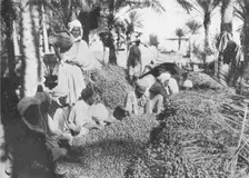 Date Picking at Gabes c1913. Artist: Charles JS Makin