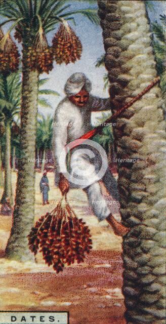 'Dates. - Gathering the Fruit, N. Africa', 1928. Artist: Unknown.