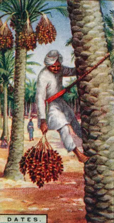 Dates. - Gathering the Fruit, N. Africa 1928