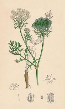 Daucus Carota. Wild Carrot 19th Century