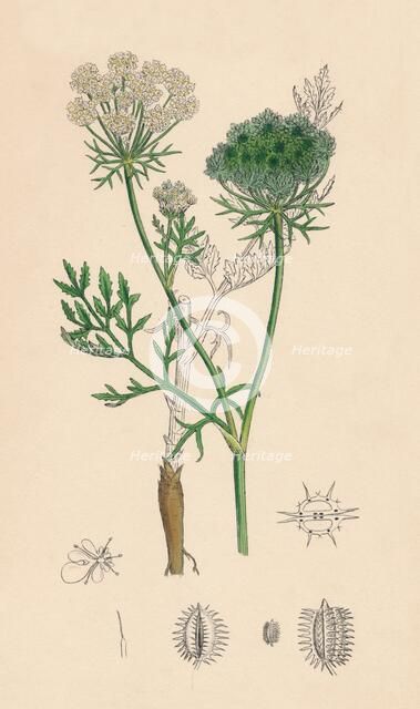 'Daucus Carota. Wild Carrot', 19th Century. Artist: Unknown.