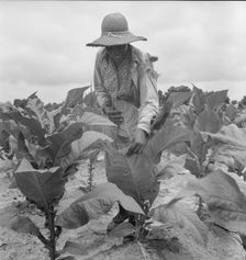Daughter of Negro sharecropper goes up and...the tobacco, Wake County, North Carolina, 1939. Creator: Dorothea Lange