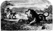 David Livingstone, saved from a lion by Mebalwe, a native schoolmaster, 1857