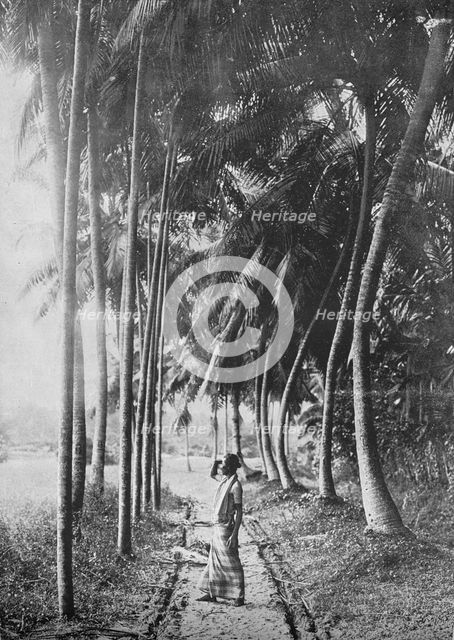 'Dawn Through the Palms', c1890, (1910). Artist: Alfred William Amandus Plate.