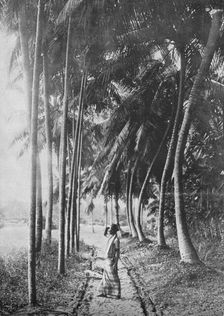 Dawn Through the Palms c1890, (1910). Artist: Alfred William Amandus Plate