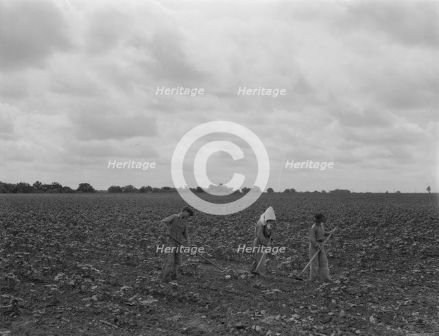 Day laborers hoeing cottonn, near Corsicana, Texas, 1937. Creator: Dorothea Lange.