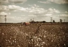 Day laborers picking cotton near Clarksdale, Miss., 1939. Creator: Marion Post Wolcott
