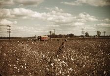 Day laborers picking cotton near Clarksdale, Miss., 1939. Creator: Marion Post Wolcott