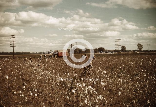 Day laborers picking cotton near Clarksdale, Miss., 1939. Creator: Marion Post Wolcott.