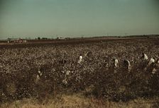 Day laborers picking cotton near Clarksdale, Miss., 1939. Creator: Marion Post Wolcott
