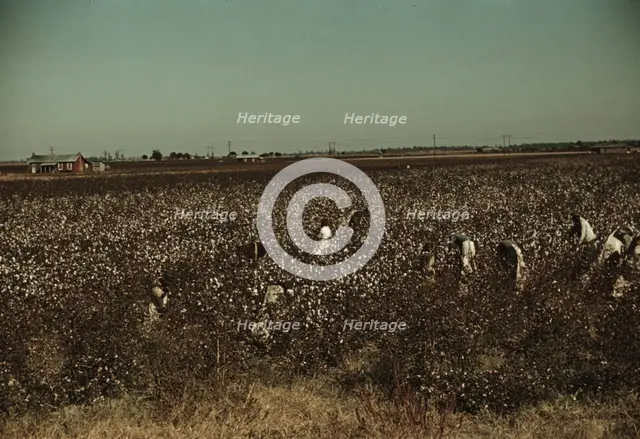 Day laborers picking cotton near Clarksdale, Miss., 1939. Creator: Marion Post Wolcott.