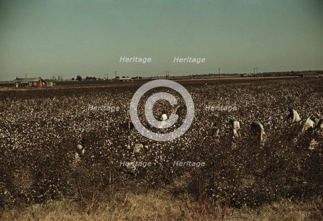 Day laborers picking cotton near Clarksdale, Miss., 1939. Creator: Marion Post Wolcott.