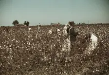 Day laborers picking cotton near Clarksdale, Miss., 1939. Creator: Marion Post Wolcott