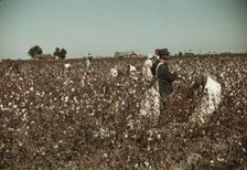 Day laborers picking cotton near Clarksdale, Miss., 1939. Creator: Marion Post Wolcott