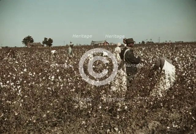 Day laborers picking cotton near Clarksdale, Miss., 1939. Creator: Marion Post Wolcott.