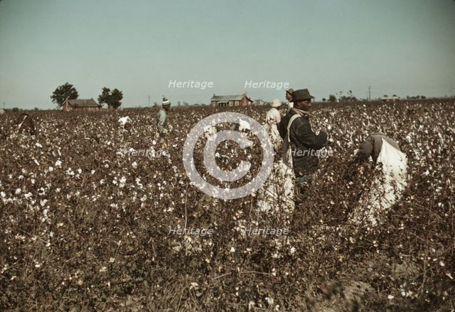 Day laborers picking cotton near Clarksdale, Miss., 1939. Creator: Marion Post Wolcott.