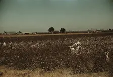 Day laborers picking cotton near Clarksdale, Miss., 1939. Creator: Marion Post Wolcott
