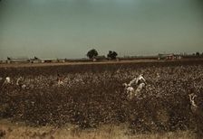 Day laborers picking cotton near Clarksdale, Miss., 1939. Creator: Marion Post Wolcott