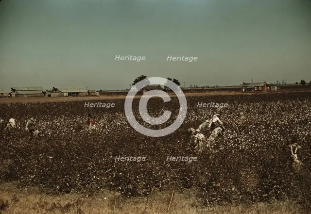 Day laborers picking cotton near Clarksdale, Miss., 1939. Creator: Marion Post Wolcott.