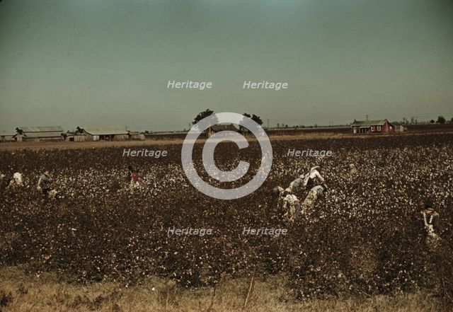 Day laborers picking cotton near Clarksdale, Miss., 1939. Creator: Marion Post Wolcott.