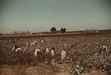 Day laborers picking cotton near Clarksdale, Miss., 1939. Creator: Marion Post Wolcott