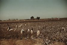 Day laborers picking cotton near Clarksdale, Miss., 1939. Creator: Marion Post Wolcott