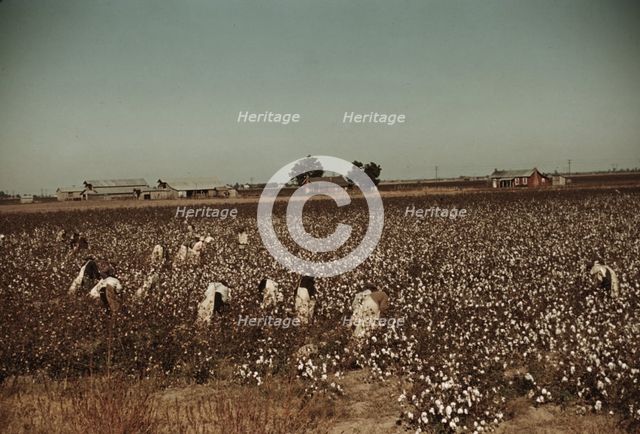 Day laborers picking cotton near Clarksdale, Miss., 1939. Creator: Marion Post Wolcott.