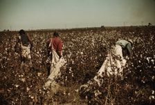 Day laborers picking cotton near Clarksdale, Miss., 1939. Creator: Marion Post Wolcott