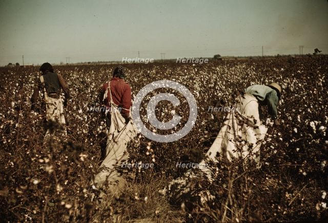 Day laborers picking cotton near Clarksdale, Miss., 1939. Creator: Marion Post Wolcott.