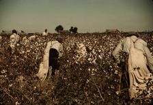 Day laborers picking cotton near Clarksdale, Miss., 1939. Creator: Marion Post Wolcott
