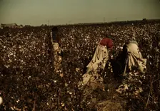 Day laborers picking cotton near Clarksdale, Miss., 1939. Creator: Marion Post Wolcott