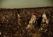 Day laborers picking cotton near Clarksdale, Miss., 1939. Creator: Marion Post Wolcott