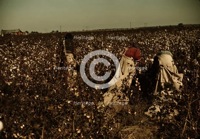 Day laborers picking cotton near Clarksdale, Miss., 1939. Creator: Marion Post Wolcott.