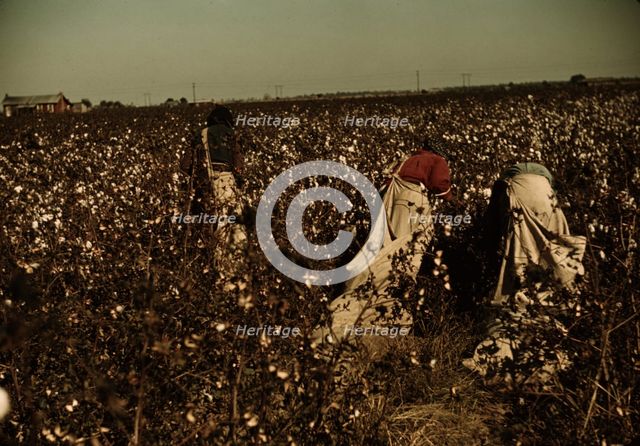 Day laborers picking cotton near Clarksdale, Miss., 1939. Creator: Marion Post Wolcott.