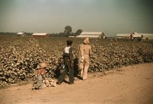 Day laborers picking cotton near Clarksdale, Miss., 1939. Creator: Marion Post Wolcott