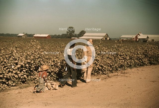 Day laborers picking cotton near Clarksdale, Miss., 1939. Creator: Marion Post Wolcott.