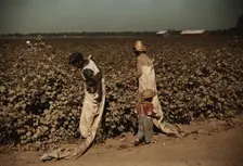Day laborers picking cotton, near Clarksdale, Miss., 1940. Creator: Marion Post Wolcott