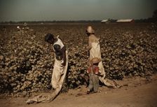 Day laborers picking cotton, near Clarksdale, Miss., 1940. Creator: Marion Post Wolcott