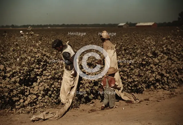 Day laborers picking cotton, near Clarksdale, Miss., 1940. Creator: Marion Post Wolcott.