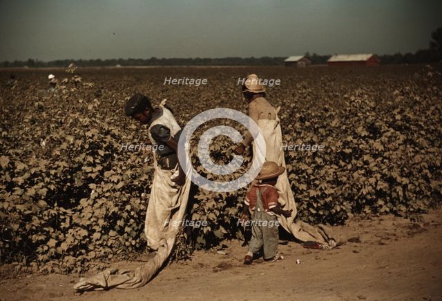 Day laborers picking cotton, near Clarksdale, Miss., 1940. Creator: Marion Post Wolcott.