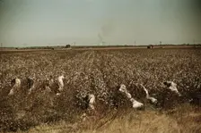 Day laborers picking cotton, near Clarksdale, Miss., 1940. Creator: Marion Post Wolcott