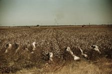 Day laborers picking cotton, near Clarksdale, Miss., 1940. Creator: Marion Post Wolcott