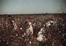 Day-laborers picking cotton near Clarksdale, Miss., 1940. Creator: Marion Post Wolcott