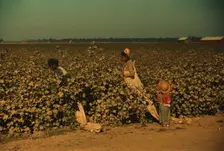 Day laborers picking cotton near Clarksdale, Miss. Delta, 1940. Creator: Marion Post Wolcott